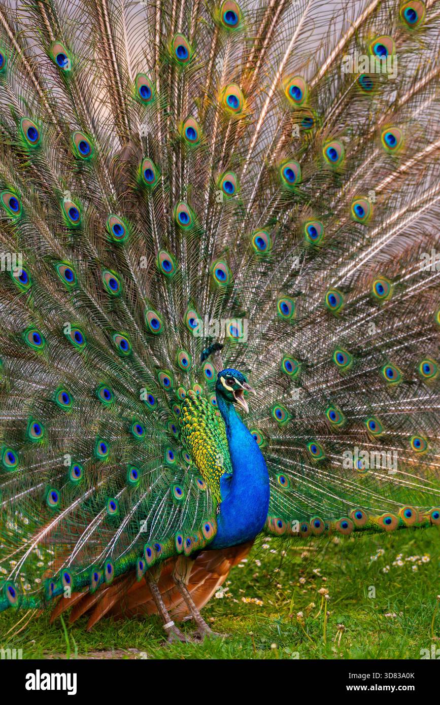 Pavone maschio che mostra piume della coda colorate a ventaglio completo, piumaggio blu e verde vivace Foto Stock
