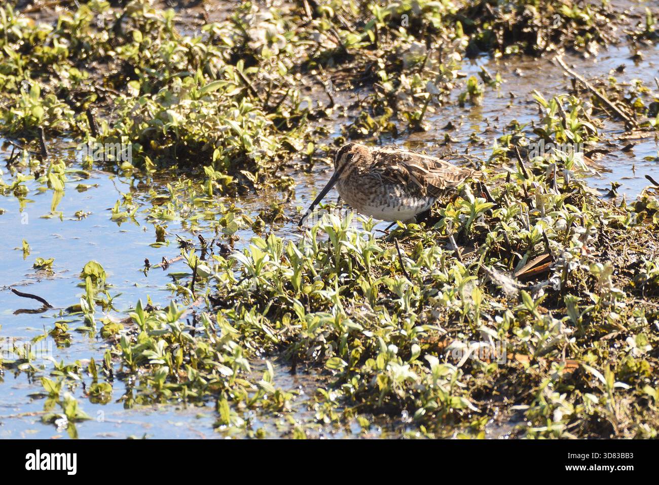 Comune nipe che si forgia nelle basse acque di un lago tra alcune erbacce d'acqua. Hertfordshire, Inghilterra, Regno Unito. Foto Stock