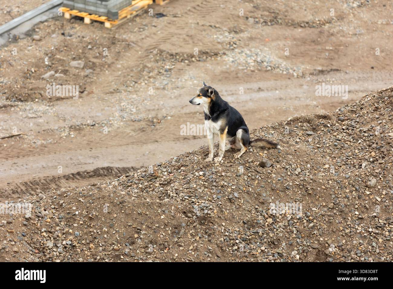 Un cane di razza mista che siede all'aperto su un mucchio di pietre Foto Stock