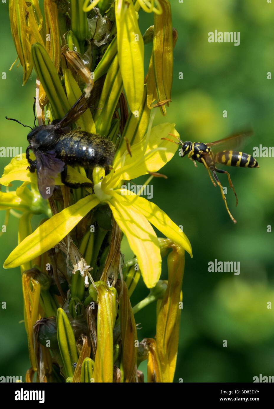 Due insetti che volano per fiorire, Polistes gallicus Paper Wasp e Carpenter bee Xylocopa violacea. Insetti che volano per fiorire insetto di asfodel giallo Foto Stock