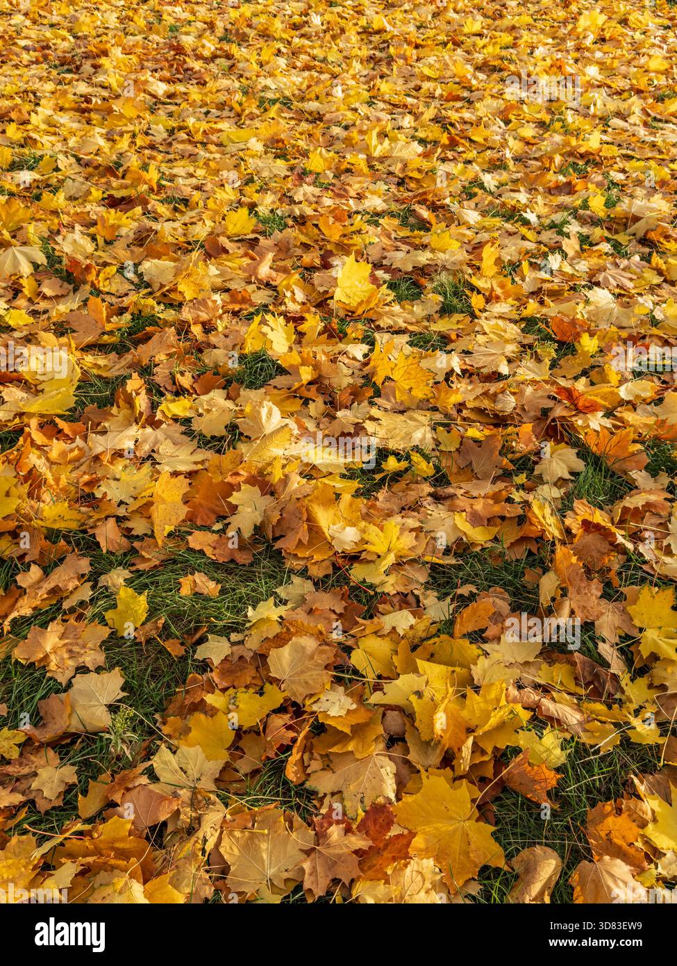 Sfondo autunnale con foglie di acero giallo e arancio asciutte adagiate sull'erba. Tessuto autunnale stagionale con luce solare calda. Foto Stock