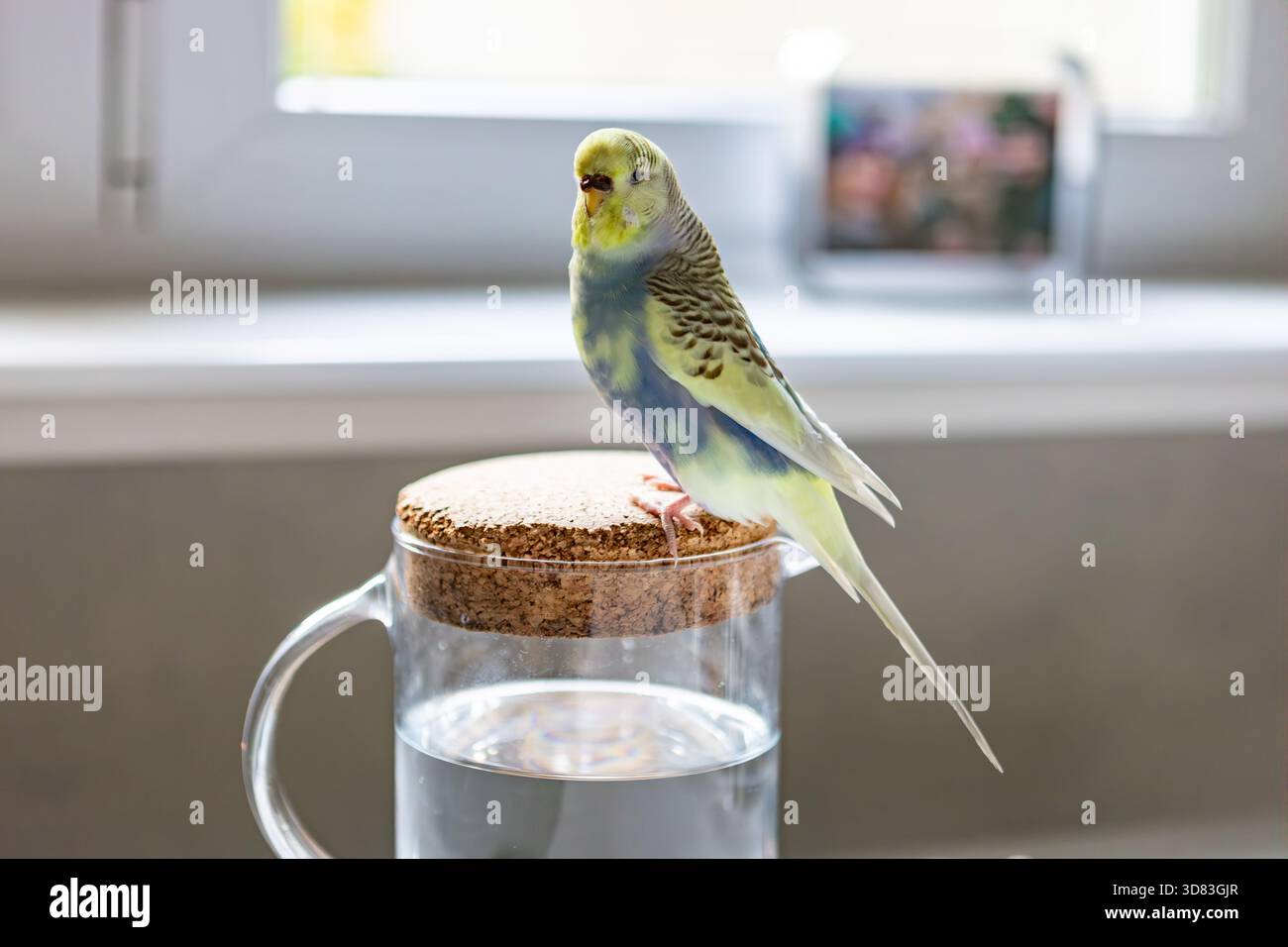 Un budgie si trova a tutta altezza su una caraffa d'acqua Foto Stock