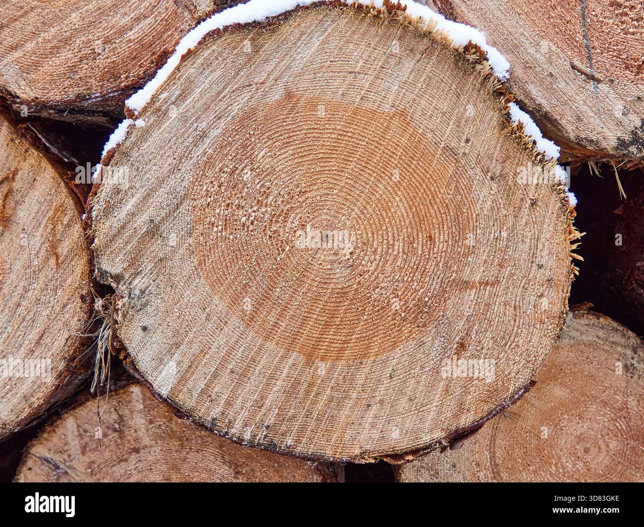 Primo piano della sezione trasversale in legno con anelli annuali e polvere di neve Foto Stock