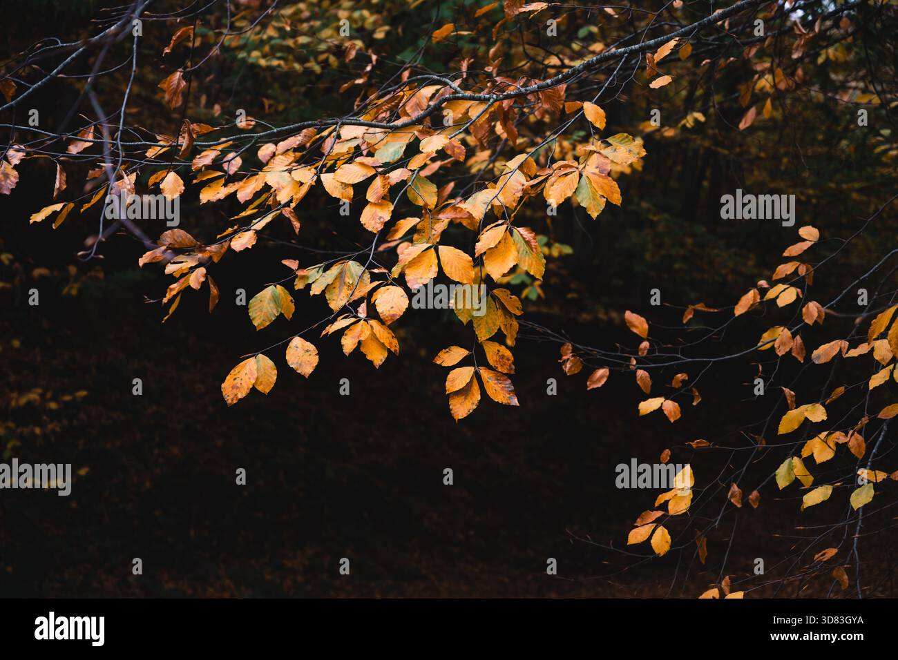 Le delicate foglie di arancio sono appese su uno sfondo scuro e soffice della foresta Foto Stock