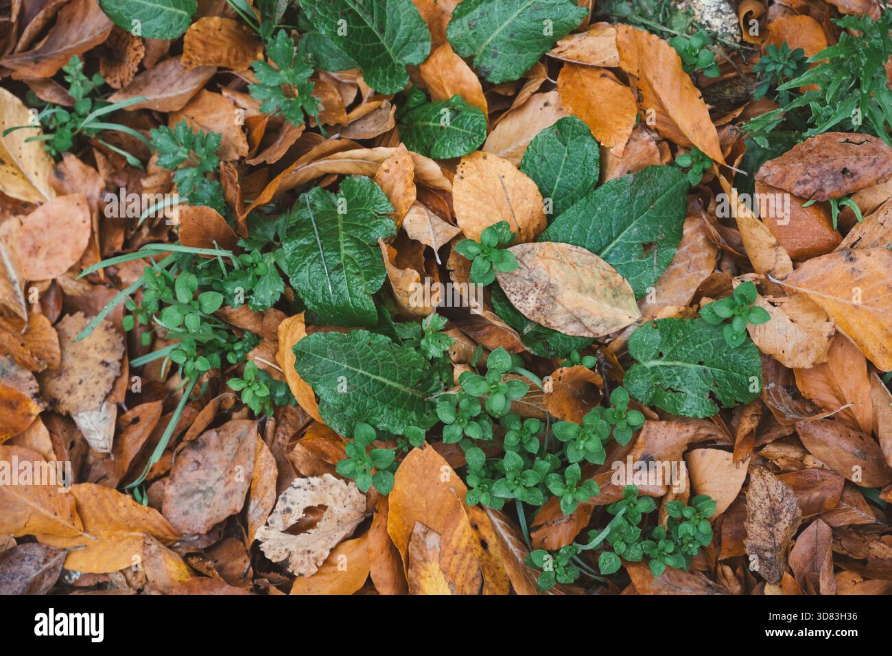 Primo piano di foglie autunnali cadute mescolate con piante verdi macinate Foto Stock