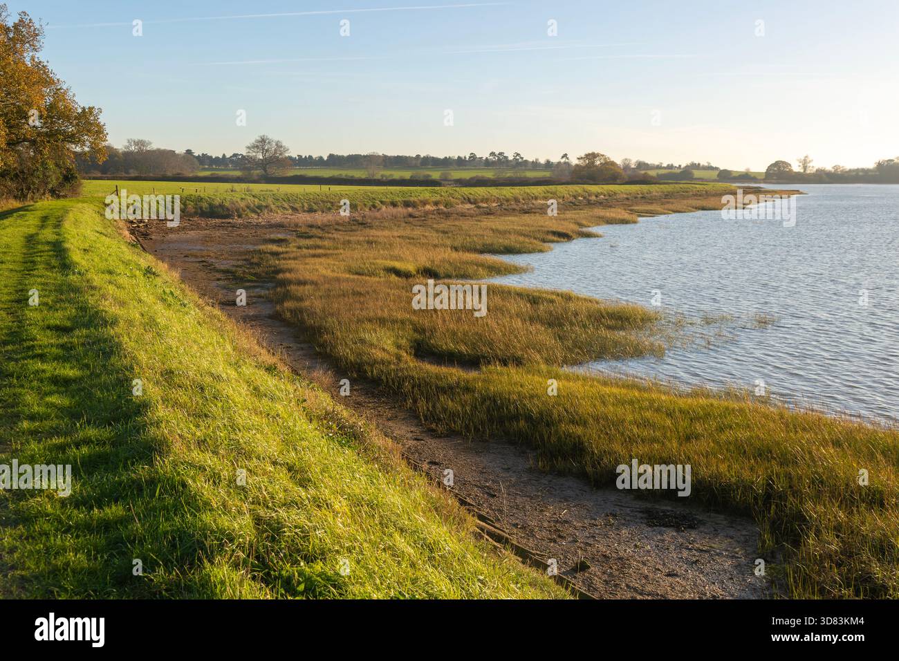 River Deben Earthwork Bank, muro di difesa dalle inondazioni, Sutton, Suffolk, Inghilterra, Regno Unito Foto Stock