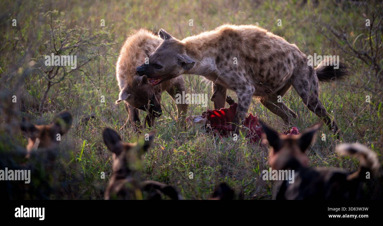 Due iene maculate (Crocuta crocuta) che litigano per una carcassa mentre cani selvatici africani (Lycaon pictus) osservano in primo piano, Parco Nazionale Kruger Foto Stock