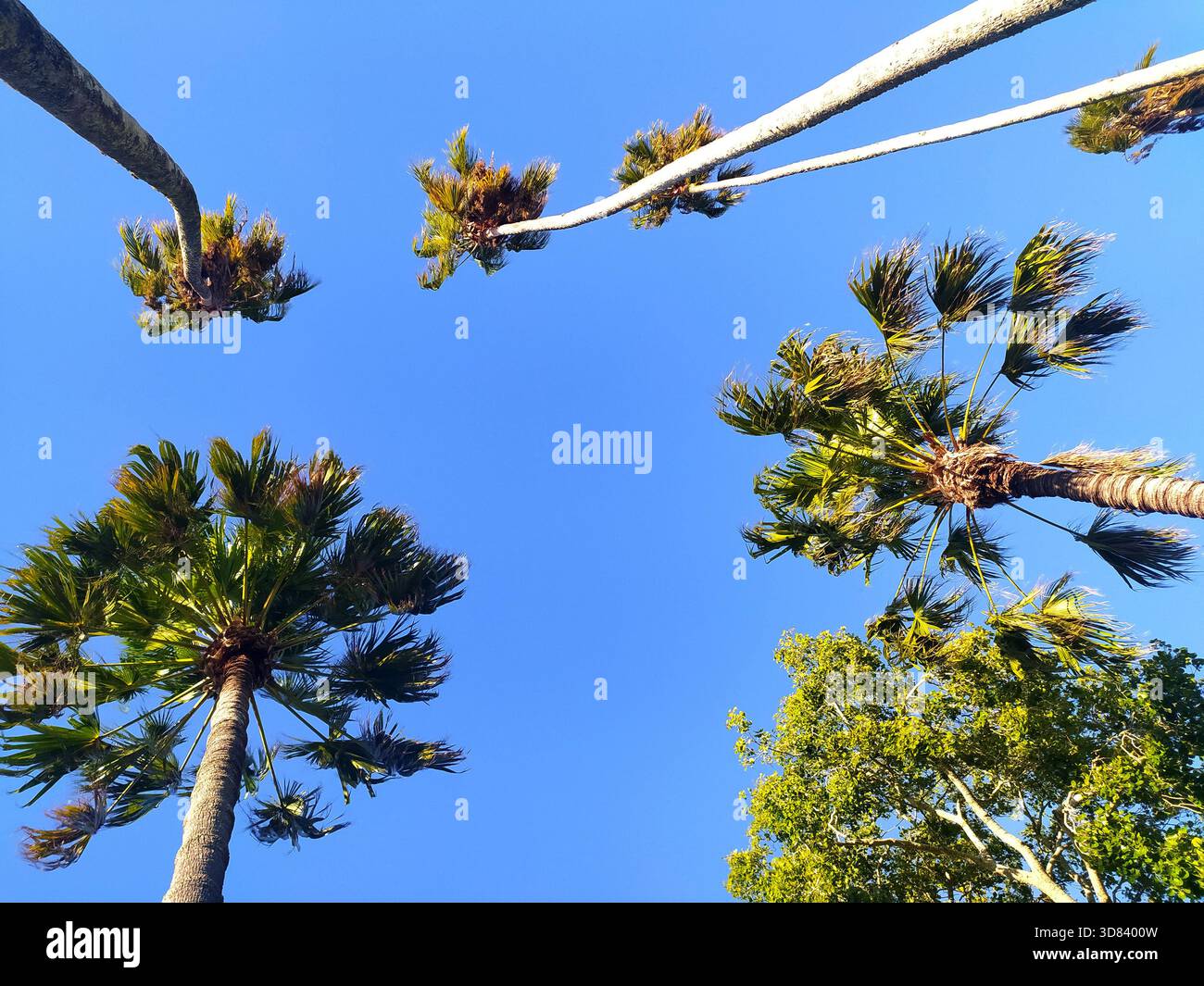 La vista a Lowangle delle palme su un cielo azzurro e limpido evoca tranquillità e atmosfere tropicali. Ideale per viaggi, vacanze, progetti a tema naturalistico. Estate e Foto Stock