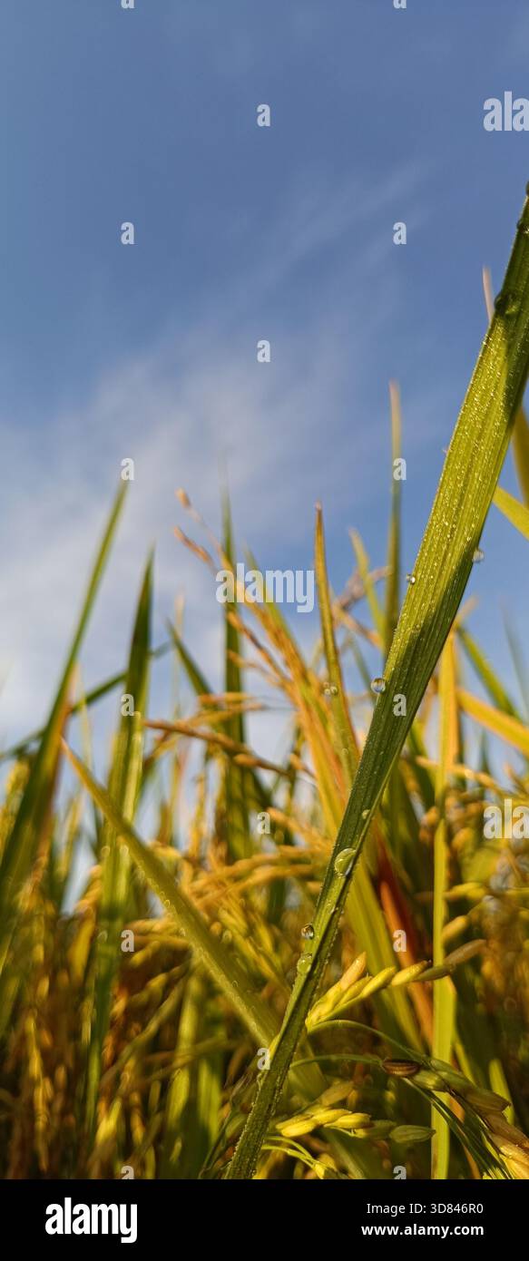 Riso pronte per essere raccolte Foto Stock