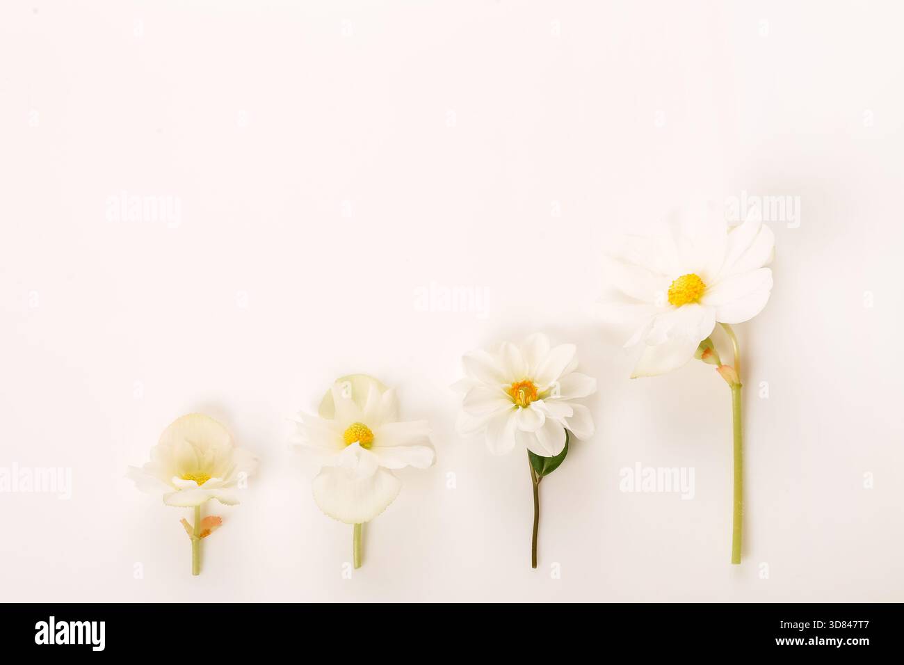 Fiori bianchi disposti in una delicata progressione delle dimensioni su un morbido sfondo bianco, layout floreale minimo per branding, biglietti d'auguri, effetti visivi per il benessere Foto Stock