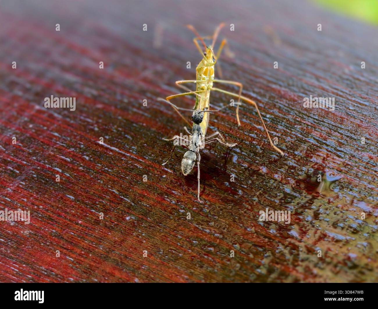 Un insetto predatorio, un insetto assassino, sta predando una formica nera Foto Stock
