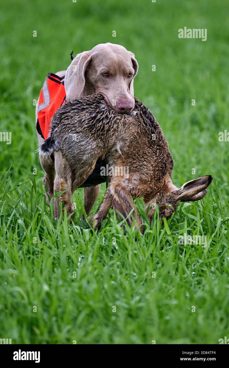 weimaraner che recupera una lepre Foto Stock