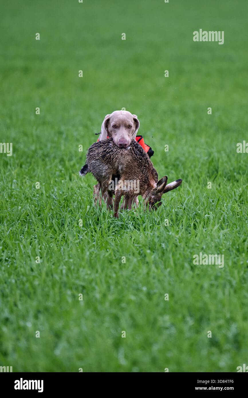 weimaraner che recupera una lepre Foto Stock
