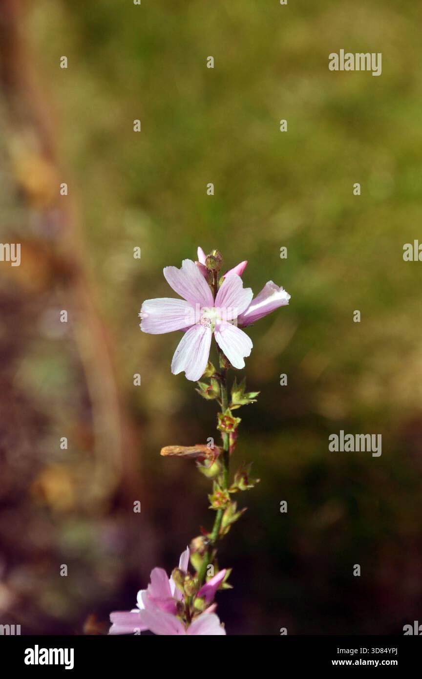 Single pale-Pink Sidalcea "My Love" (Prairie Mallow) Flowers in esposizione ai confini presso RHS Garden Harlow Carr, Harrogate, Yorkshire, Inghilterra, Regno Unito Foto Stock