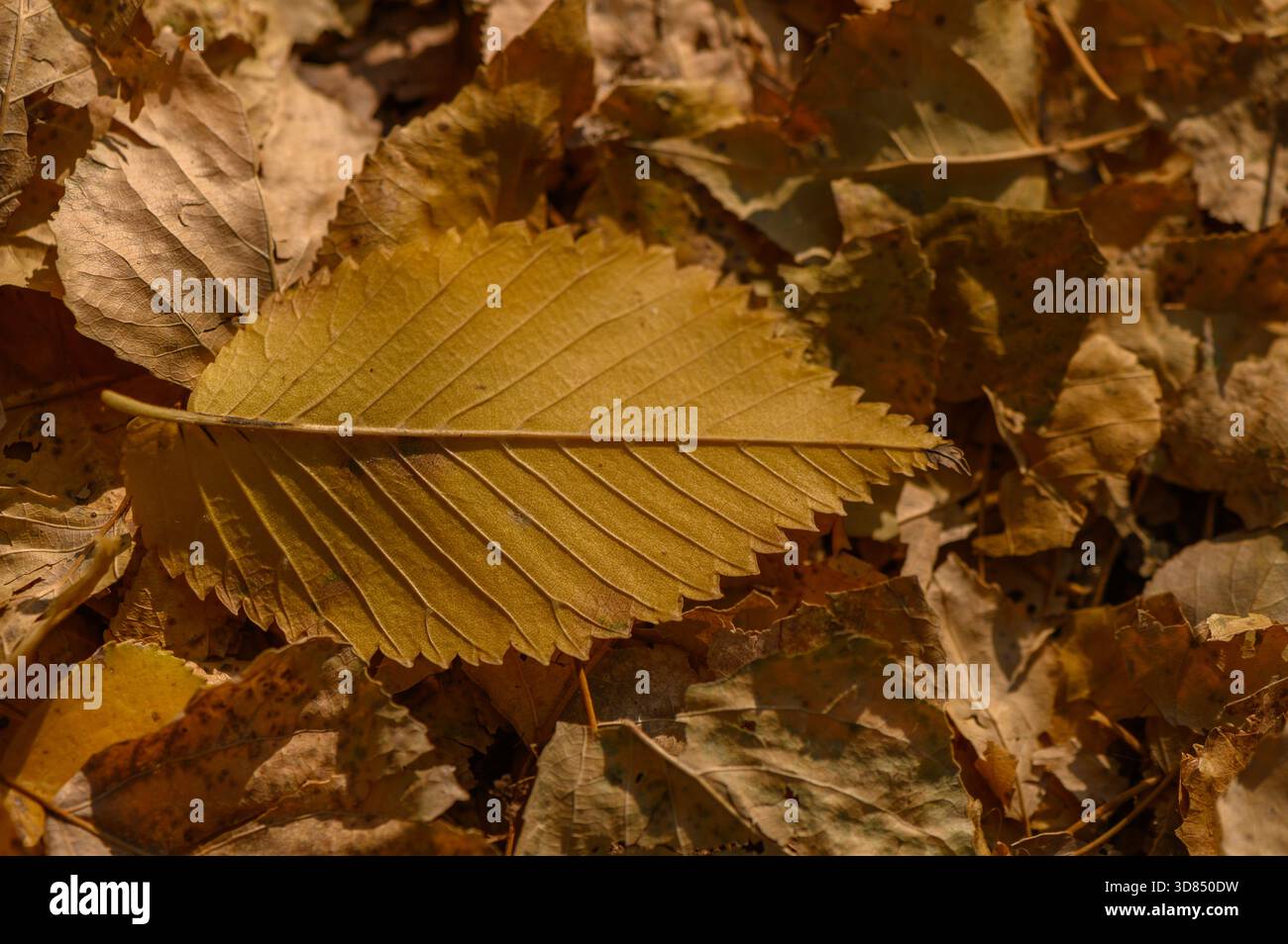 Intricata rete venosa sulle foglie di olmo cadute catturate attraverso la macro fotografia. Il motivo ricorda i sistemi fluviali o i frattali della natura in t marrone dorato Foto Stock