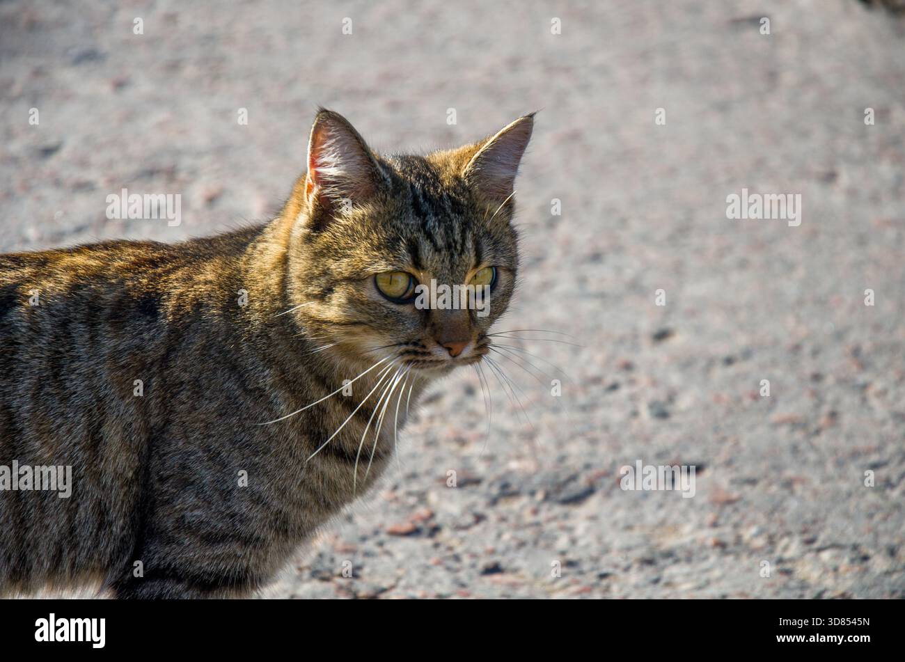Avvisa il ritratto di Tabby Cat sgombro con gli occhi gialli all'esterno in piena luce del sole Foto Stock