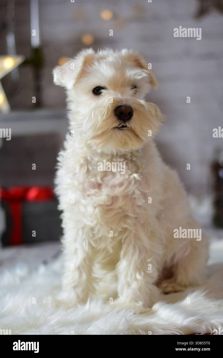 Ritratto invernale al coperto di un piccolo carino cane bianco soffice Foto Stock