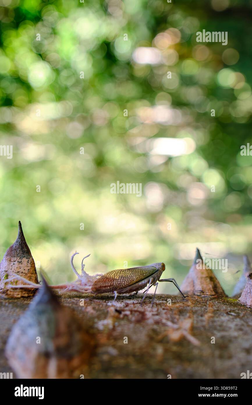 Lanterna bug (genere Pterodictya), uno strano insetto nella sua forma adulta, trovato nella sua fase adulta. Foto Stock
