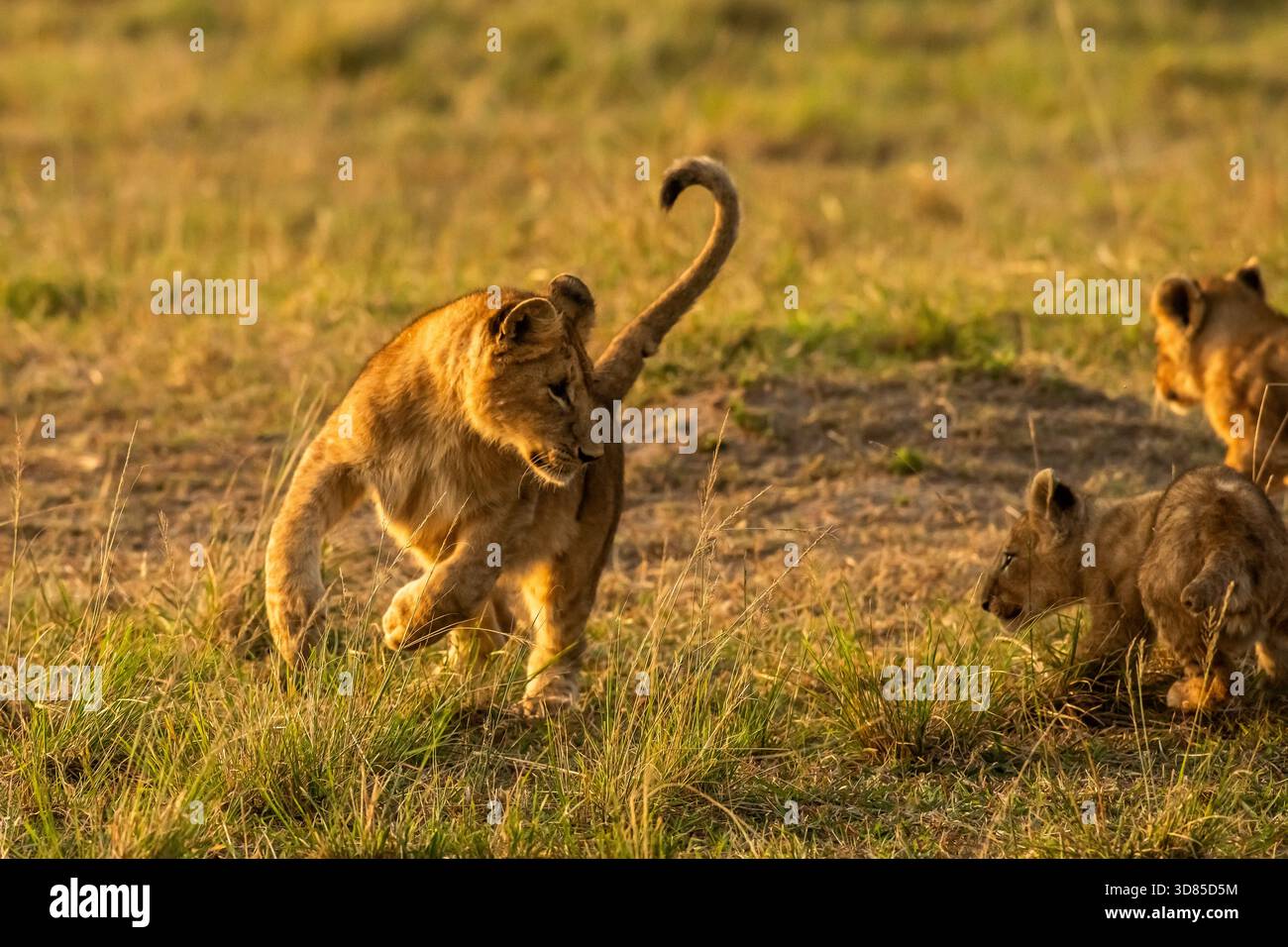 cuccioli di leone che giocano sotto la supervisione del suo orgoglio. Questo li aiuta ad imparare le tecniche di caccia ecc.. Foto Stock