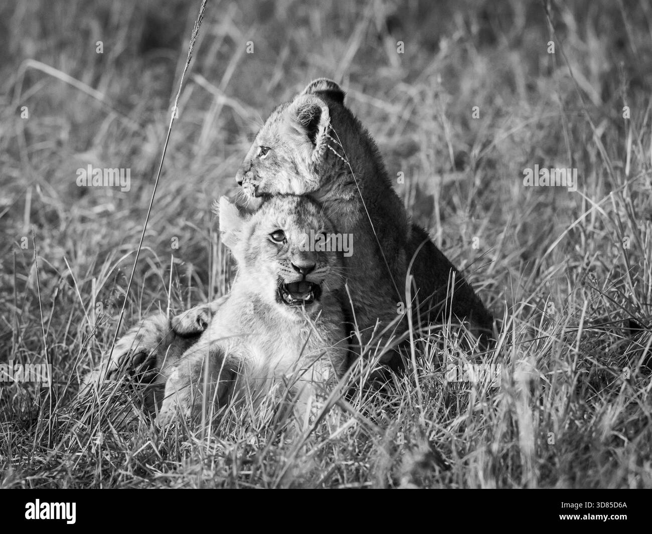 selezione di leoni che include un leone che soffre una grande agonia dopo una lotta contro leoni maschi di un prezzo diverso. Foto Stock
