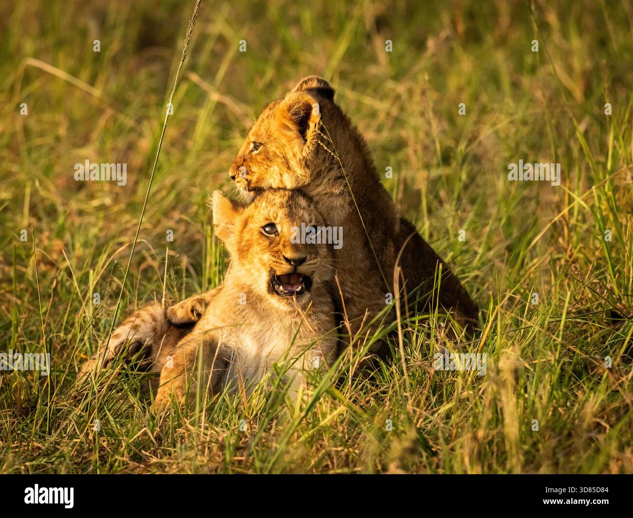 cuccioli di leone che giocano sotto la supervisione del suo orgoglio. Questo li aiuta ad imparare le tecniche di caccia ecc.. Foto Stock