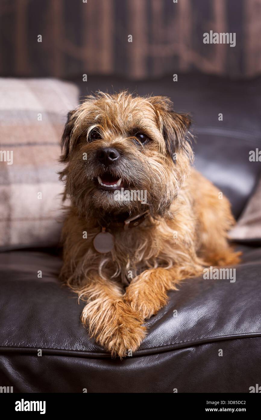 Border Terrier su un divano in pelle con cuscino in tartan sullo sfondo Foto Stock