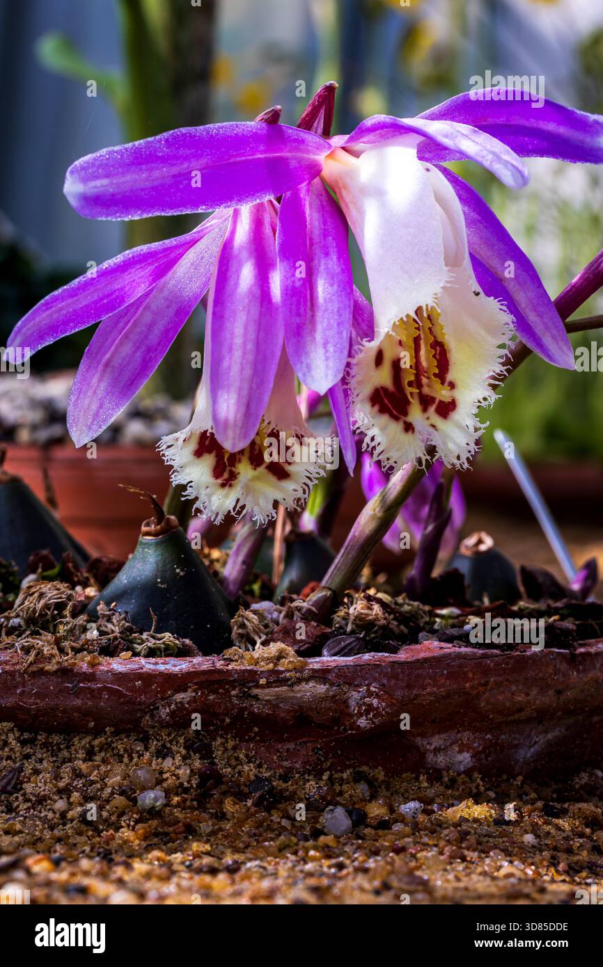 Orchidea Pleione in fiore con petali viola e centro bianco con frange Foto Stock