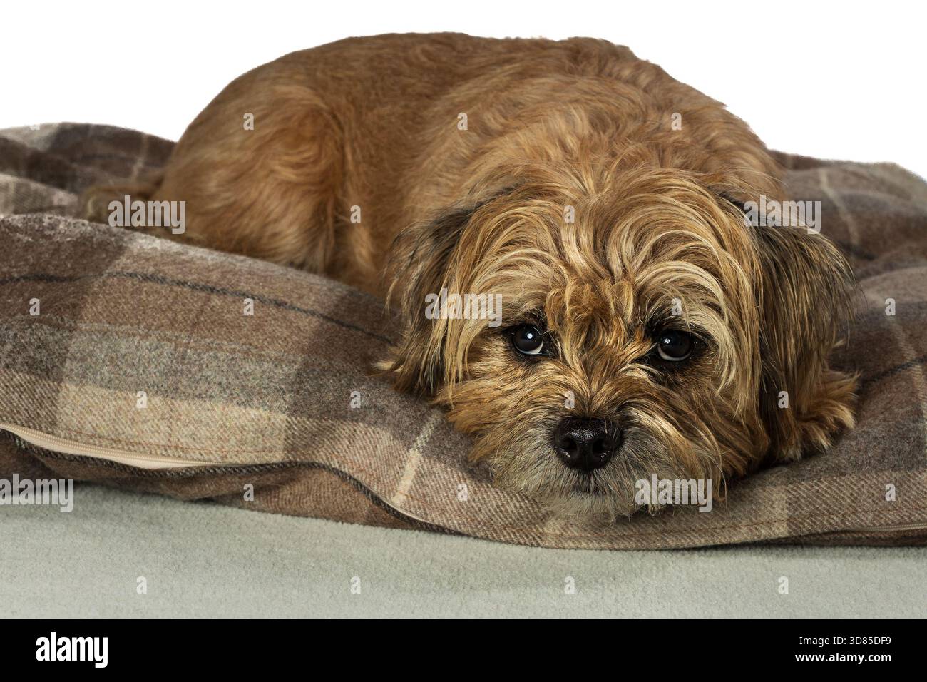 Il cane Border Terrier riposa su un cuscino in tartan all'interno Foto Stock