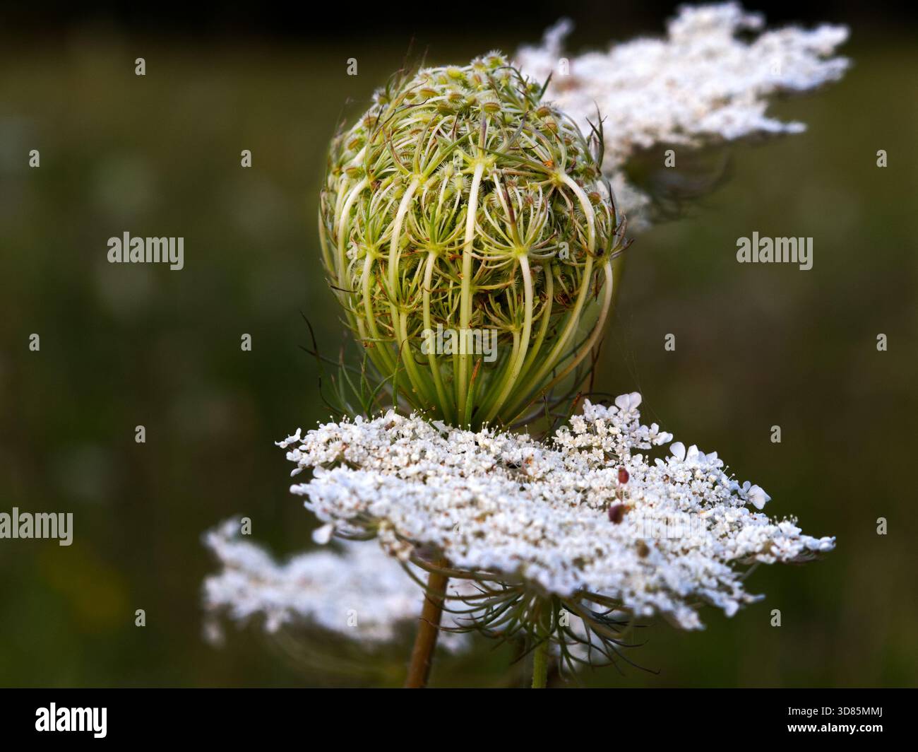 Fiore sferico della carota selvatica (Daucus carota) in primo piano con fiori bianchi Foto Stock