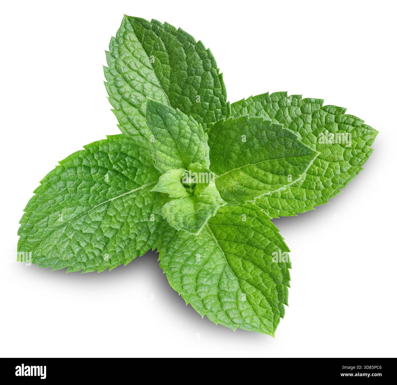 Foglie di menta isolate su sfondo bianco. Profondità di campo completa. Tracciato di ritaglio menta Foto Stock