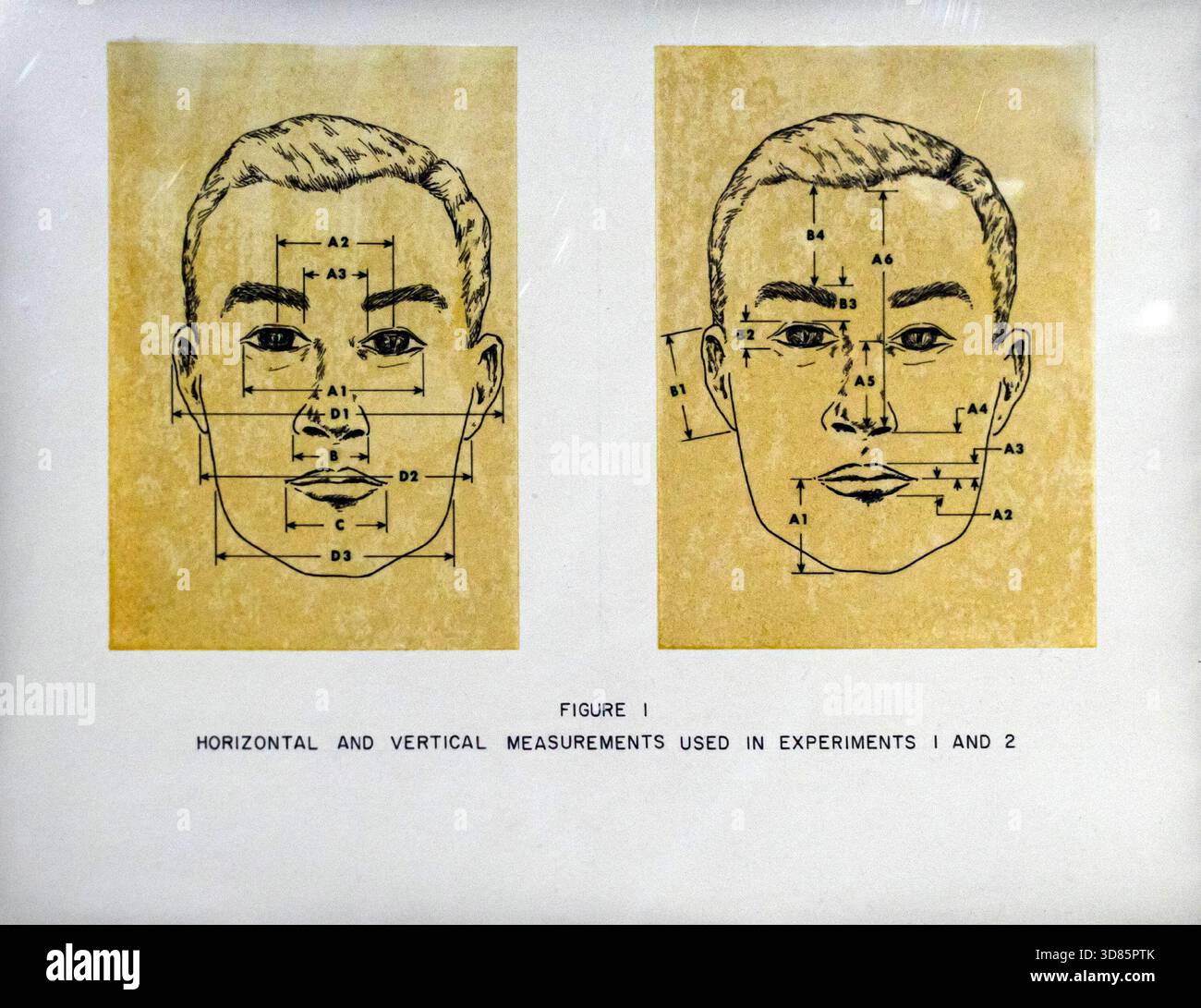 Illustrazione retrò d'epoca delle misurazioni facciali di un uomo per il riconoscimento facciale e gli esperimenti di identificazione Foto Stock