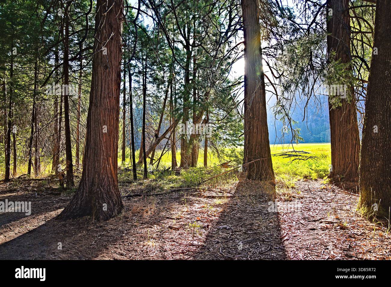Dalla foresta al prato. Alti alberi di conifere dominano il primo piano di una foresta, con la luce del sole che getta lunghe ombre sul pavimento della foresta. Foto Stock