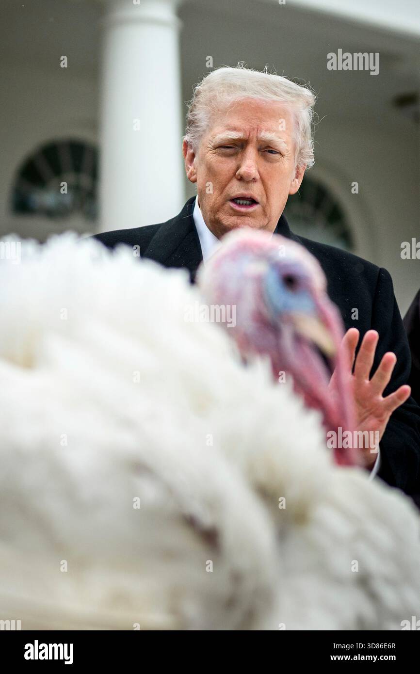 Washington, Stati Uniti d'America. 25 novembre 2025. Il presidente degli Stati Uniti Donald Trump perdona ufficialmente il Ringraziamento nazionale della Turchia durante l'evento annuale al Rose Garden della Casa Bianca, il 25 novembre 2025 a Washington, D.C. Trump scherzò sul fatto che stava pensando di inviare i turchi alla famigerata prigione CECOT di El Salvador, ma decise invece di perdonarli. Credito: Daniel Torok/White House Photo/Alamy Live News Foto Stock
