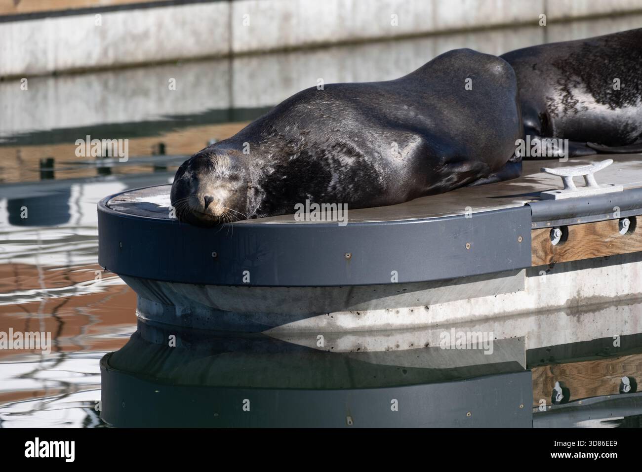 I leoni marini del porto di Ventura si godono il sole mentre riscaldano il loro corpo sul molo. Foto Stock