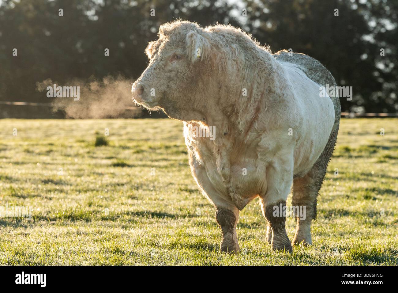 Il toro di Charolais si rilassa nel suo campo ghiacciato. A Connonagh, West Cork, Irlanda. Foto Stock