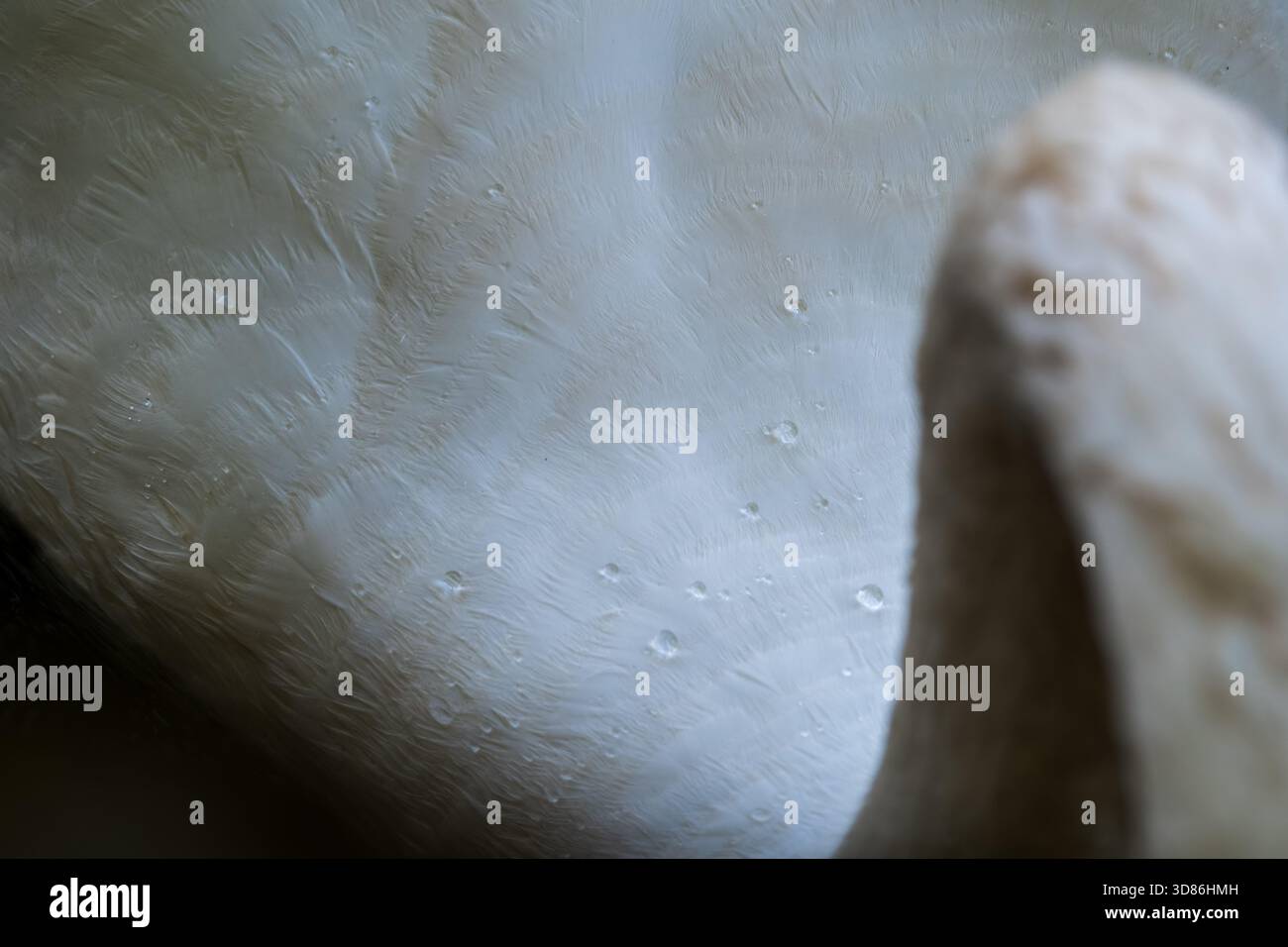 Goccioline d'acqua e dettagli di piume di un cigno muto, Guildford, Gran Bretagna Foto Stock