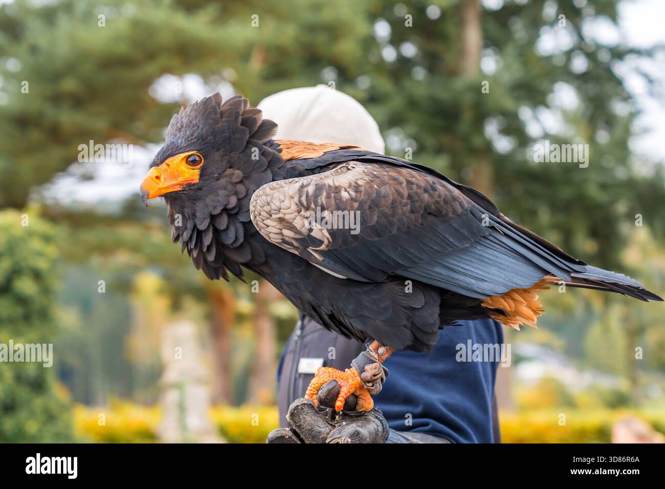 predator arroccato all'aperto con calma, splendida aquila arroccata sul guanto in mezzo a paesaggi naturali all'aperto Foto Stock