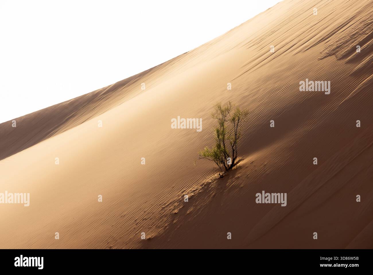 Veduta di un arbusto solitario e resistente aggrappato alla ripida faccia ondulata di una vasta duna di sabbia soleggiata sotto un cielo luminoso, Rub' al-Khali, United Arab E. Foto Stock
