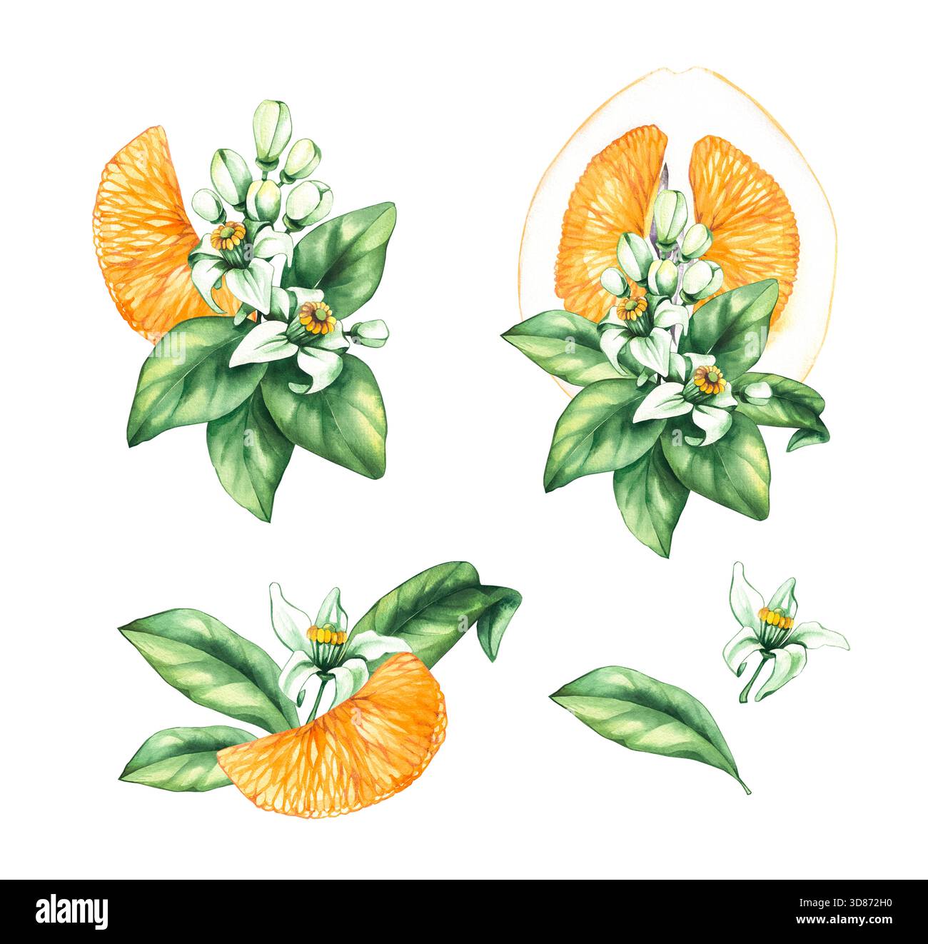 Acquerello di agrumi Pomelo dipinto a mano Foto Stock