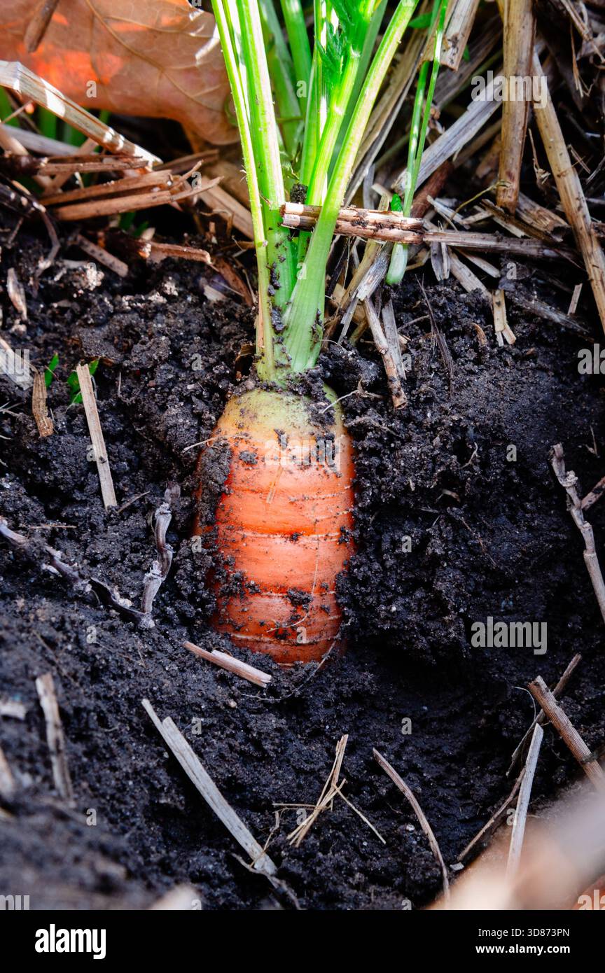 Una vista laterale di una carota arancione che cresce nello sporco Foto Stock