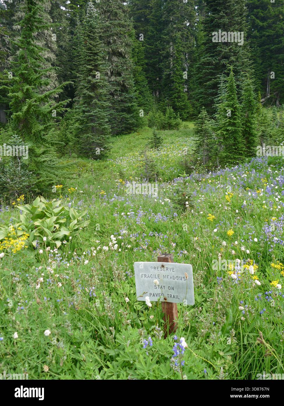 MT RAINIER NP, WASHINGTON - 14 agosto 2025 - prato di fiori selvatici lungo lo Skyline Trail nel Mount Rainier National Park, Washington, che mostra una terra vibrante Foto Stock