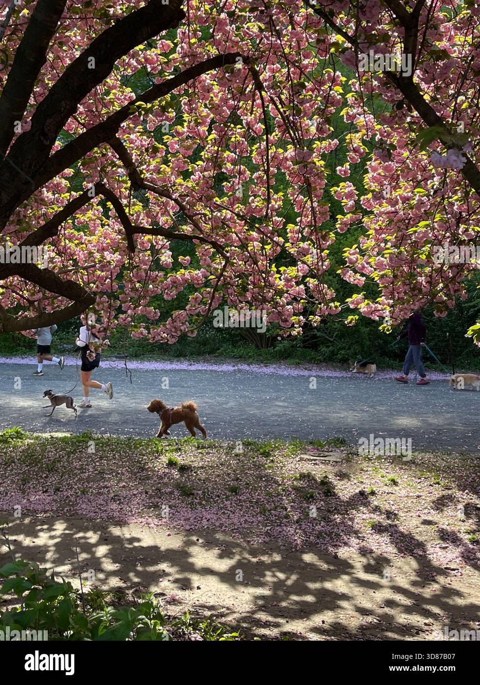 Un cane che corre sotto la fioritura dei ciliegi. - Immagine stock catturata con smartphone