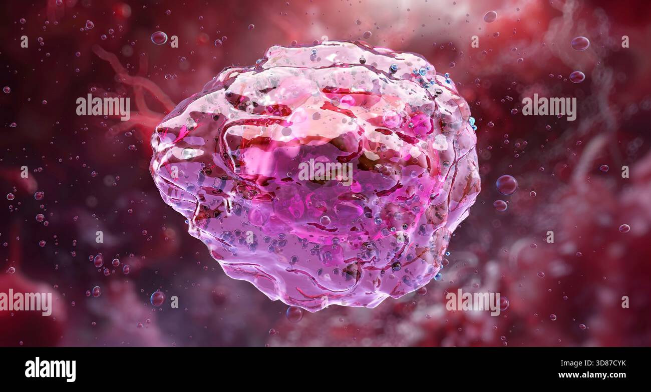 Illustrazione di un mielocita che ne mostra la struttura, compresi citoplasma, nucleo e organelli. Foto Stock