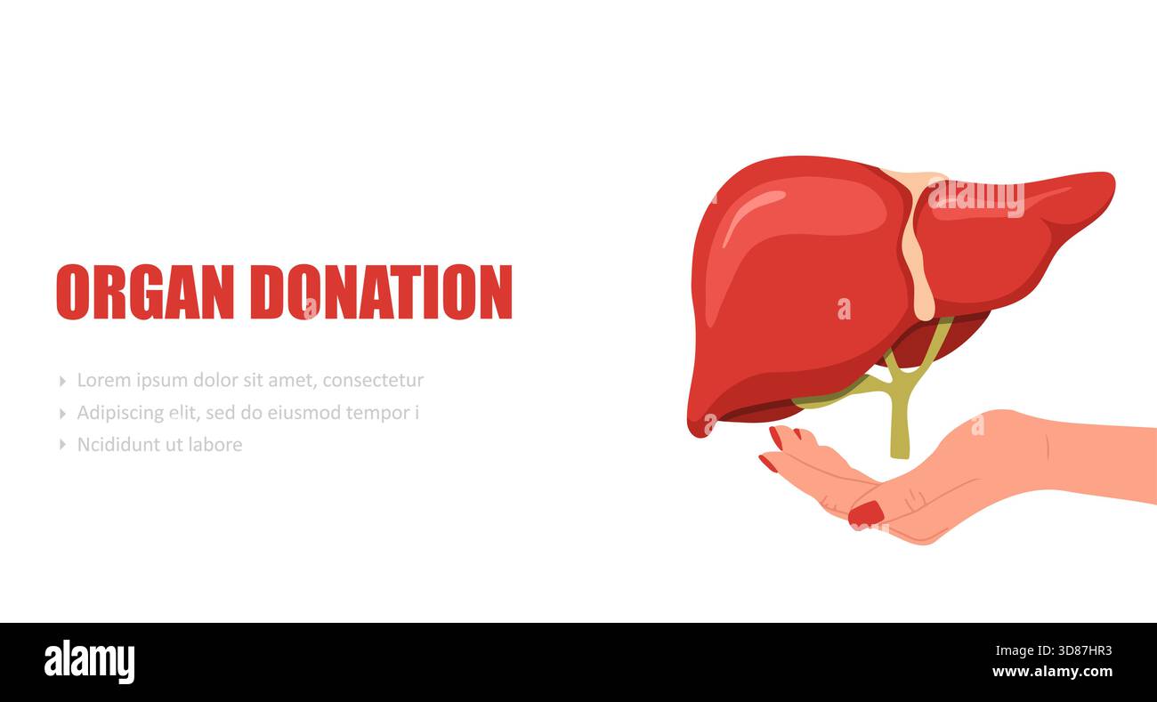 Concetto di donazione di organi. Fegato umano in mani femminili. Illustrazione del vettore piatto medico con il modello di organo Illustrazione Vettoriale