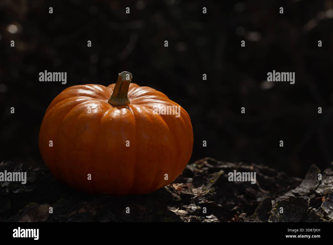 Una zucca arancione brillante si trova tranquillamente su un pezzo di legno scuro circondato da ombre, catturando l'essenza della stagione autunnale del raccolto in un tranquillo ou Foto Stock