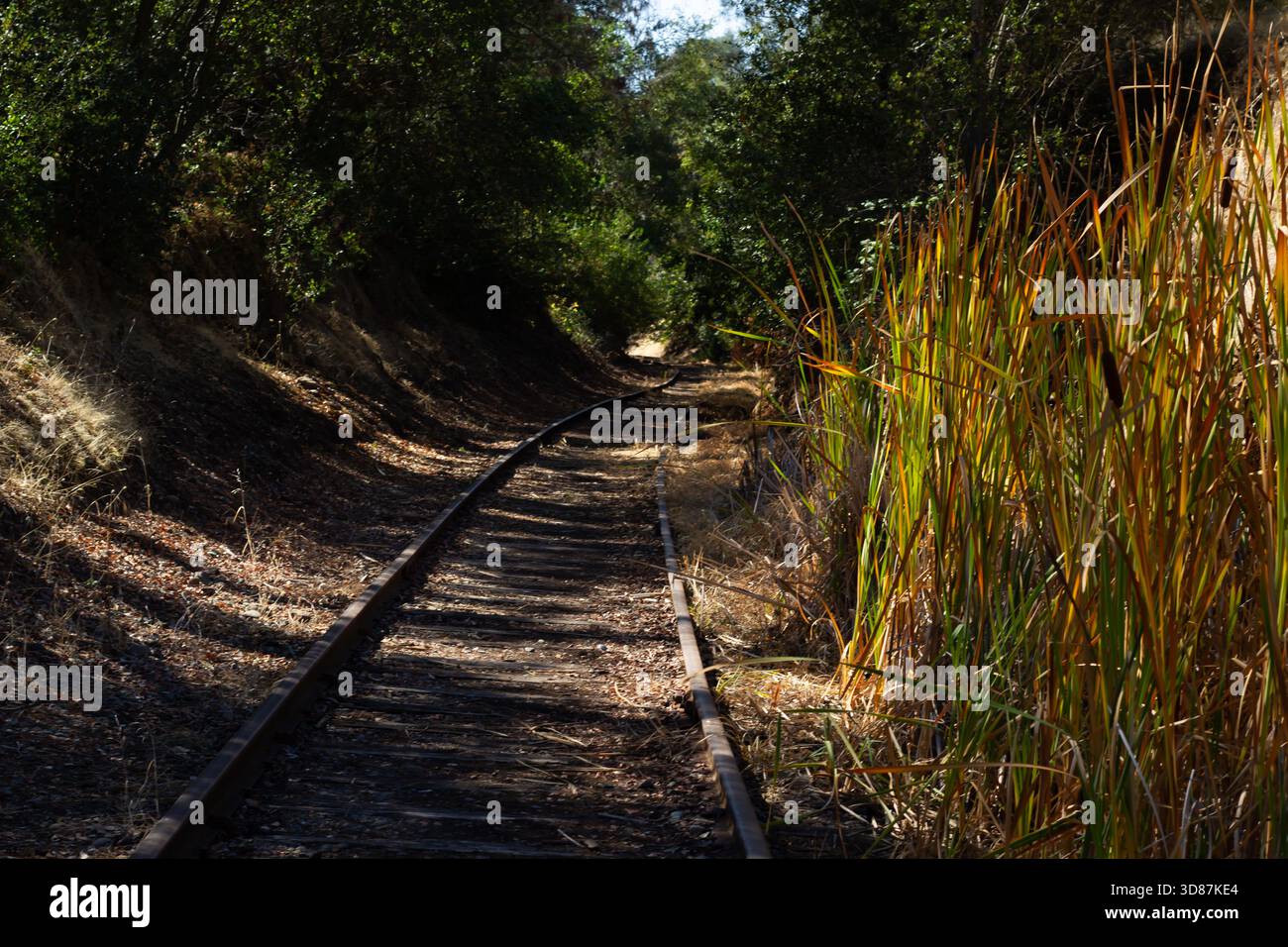 Una scena tranquilla presenta binari ferroviari abbandonati che si snodano attraverso una fitta foresta. Erbe alte e alberi fiancheggiano il percorso, creando un'atmosfera serena Foto Stock