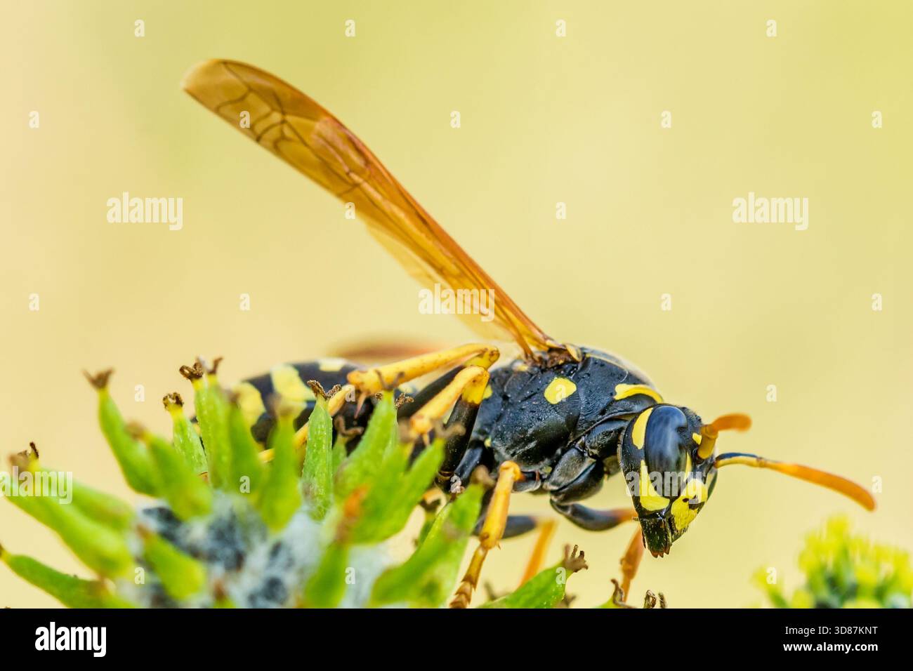 Primo piano della vespa con marcature gialle e ali arancioni appollaiate sulla pianta a punta verde. Foto Stock