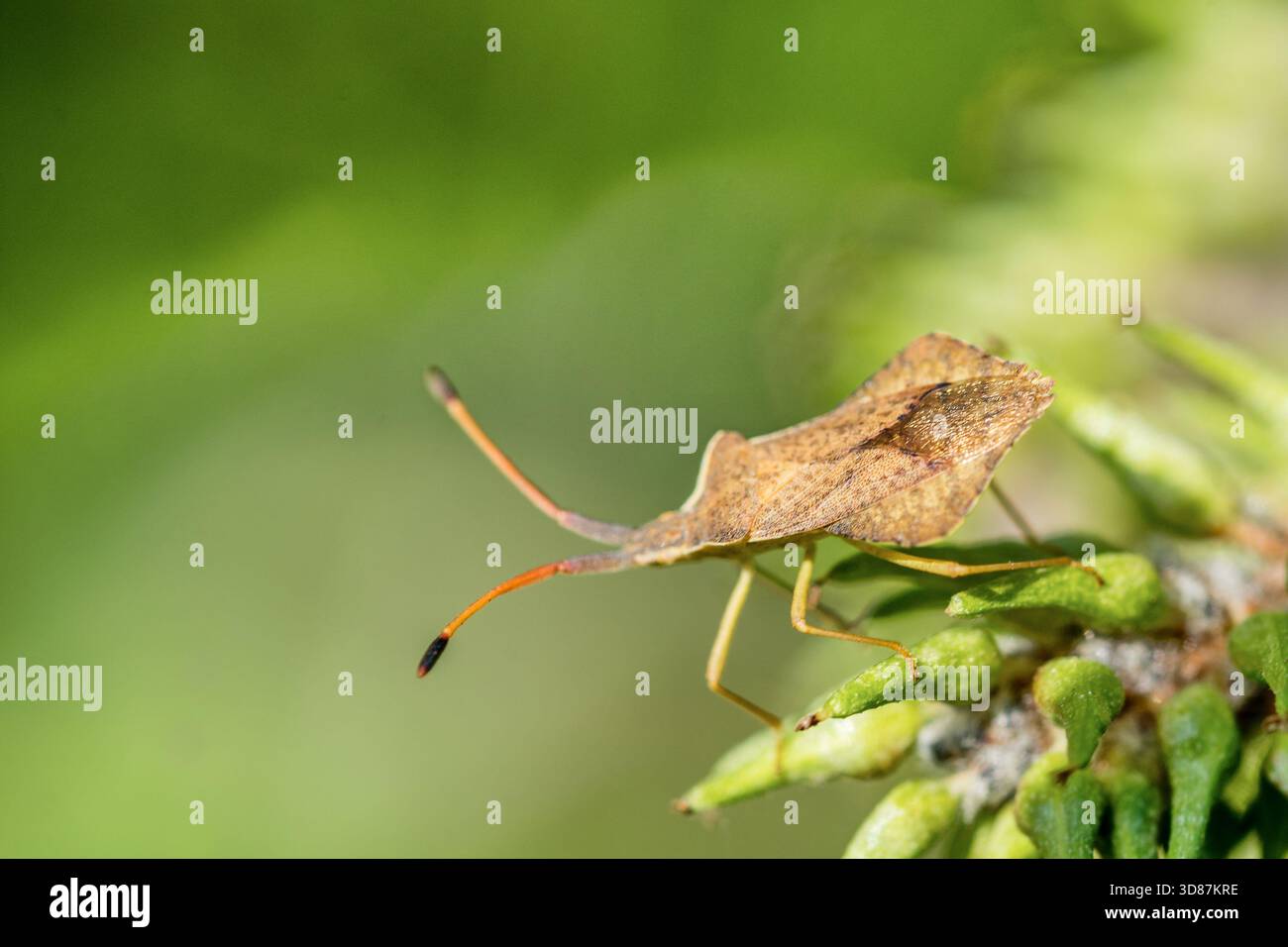 Primo piano di una cimice di scudo marrone appollaiata su una pianta verde. Il corpo testurizzato e le lunghe antenne si distinguono sullo sfondo sfocato. Foto Stock