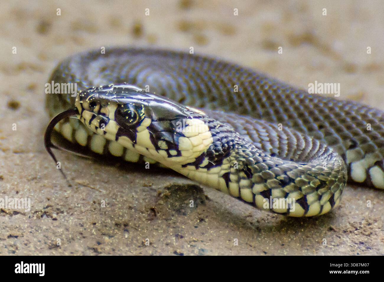 Primo piano di un serpente su un terreno sabbioso, con lingua estesa e scala dettagliata. Foto Stock
