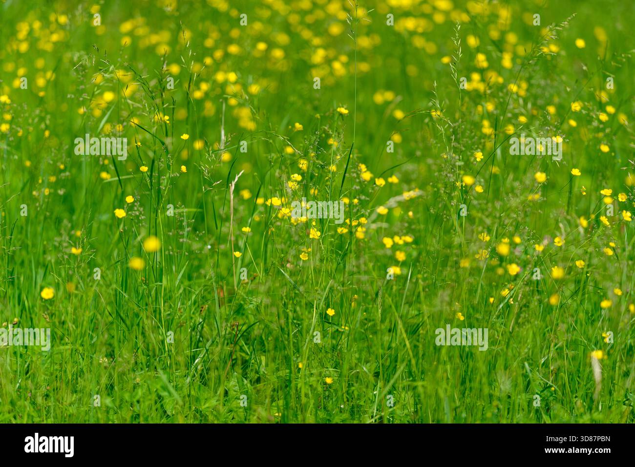 Un campo verde splendidamente lussureggiante è adornato da fiori gialli vibranti e luminosi, che mostrano una natura mozzafiato Foto Stock